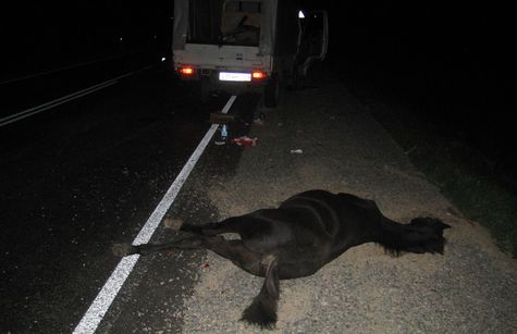 Врезался в лошадь ночью на трассе. Фото ГИБДД по Хакасии